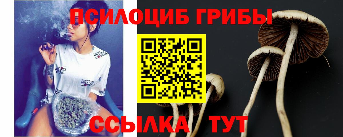 где найти   Псилоцибиновые грибы Psilocybe  Вход с VPN  Псилоцибиновые грибы Psilocybe  Комсомольск-на-Амуре 